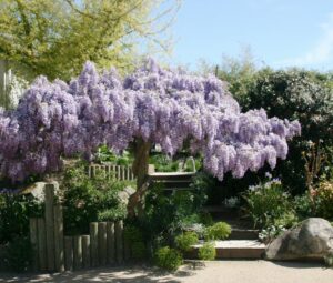 Glycine sur support bois