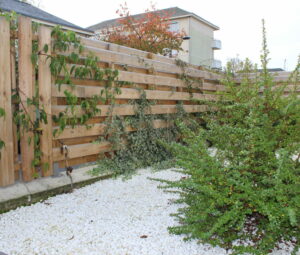 Plantes grimpantes sur clôture bois sur-mesure